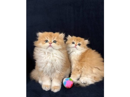 SAFKAN BRİTİSH GOLDEN LONGHAİR BEBEKLER