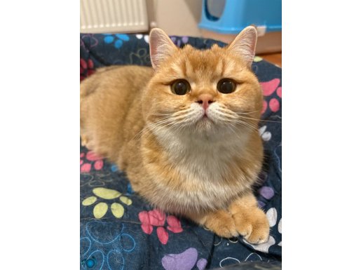 british shorthair ny12 1,5 yașında dişi