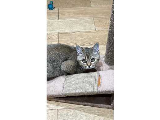 British shorthair 6ay