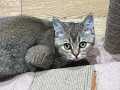 British shorthair 6ay