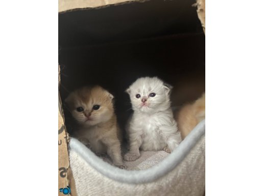 Birbirinden güzel british shorthair scotish fold yavrular 