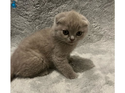 dişi british shorthair 2 aylık