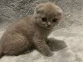 dişi british shorthair 2 aylık