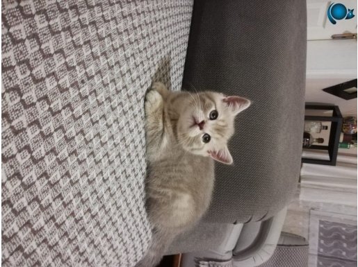 7 haftalık pıtı pıtı yavrularımız