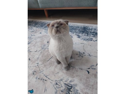 Safkan scottish Fold 