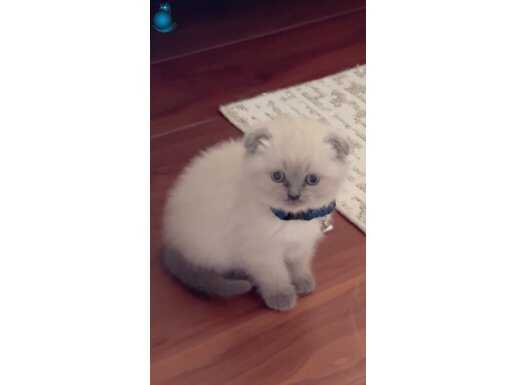 2 Aylık Scottish Fold Blue Point