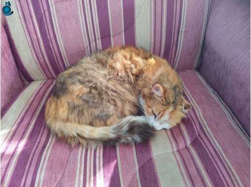 Sevimli Akıllı Bir Kedi Bırakıyorum Buraya :)