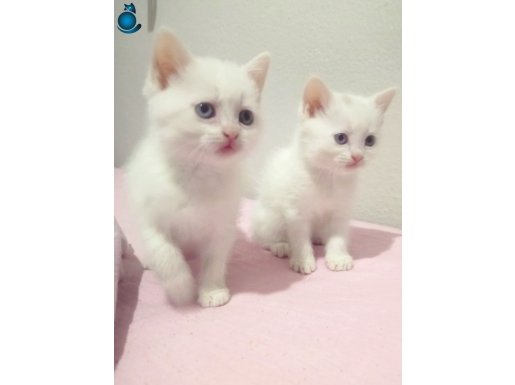 Her Renkten British Shorthair Yavrular