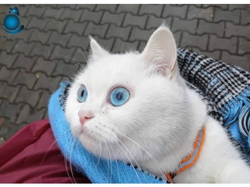  maddi durumdan dolayı satıyoruz 