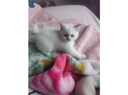 Minik kız yeni Yuvasını arıyor