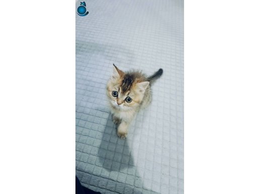 British Golden black 3 aylık