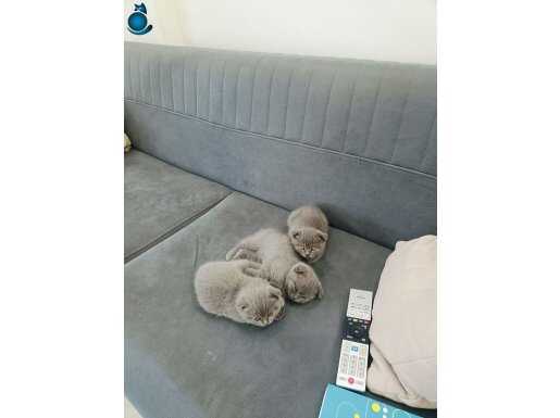 En uygunu ben veriyorum enerji dolu sağlıklı yavrular 