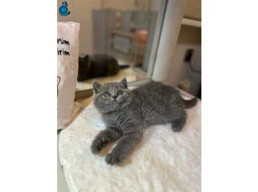 British Shorthair