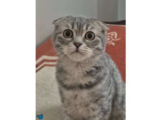 Kedimi veriyorum.