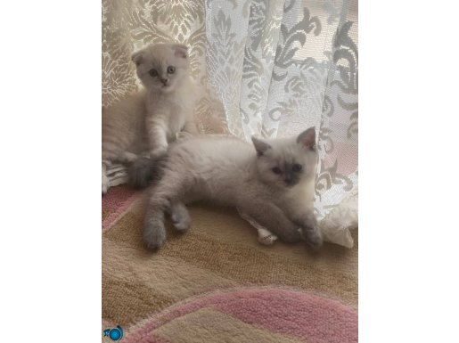 Blue point saf ırk beyaz kediler erkek-disi