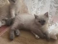 Blue point saf ırk beyaz kediler erkek-disi