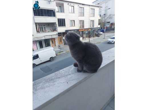1.5 yaşında foldex cinsi erkek aşılı ve kısırlaştırılmamış….