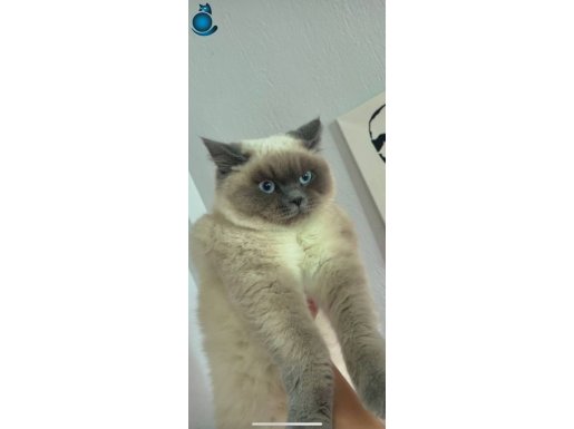8 aylık erkek ragdoll (ücretli)