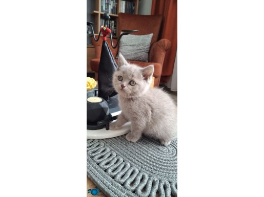 Bristh shorthair lilac