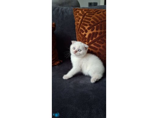 Scottish blue point erkek 