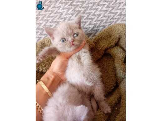 Bristh shorthair egzotik lilac erkek bebekler 