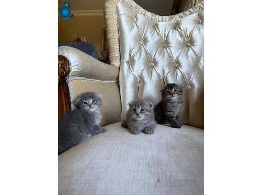Scottish fold bebekler istanbul beylikduzu