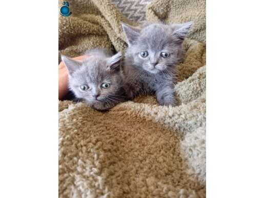 Bristh shorthair gri bebeklwr