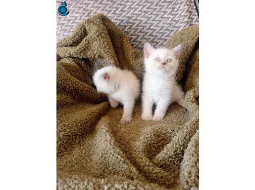 Bristh shorthair blue point 
