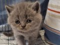 bicolor gen tasiyici cok guzel bir kiz