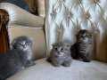 Scottish fold bebekler istanbul beylikduzu
