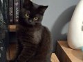 Bristh shorthair chocolate 4 bucuk aylik dişi 