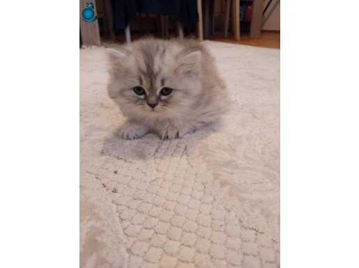 2 aylık erkek kedimi sahiplendiriyorum.