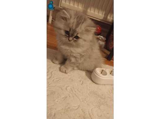 Yeşil gözlü chinchilla 2 aylık, süs bebeği