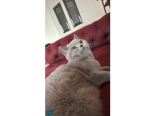 Sağlıklı bakımlı kedimiz
