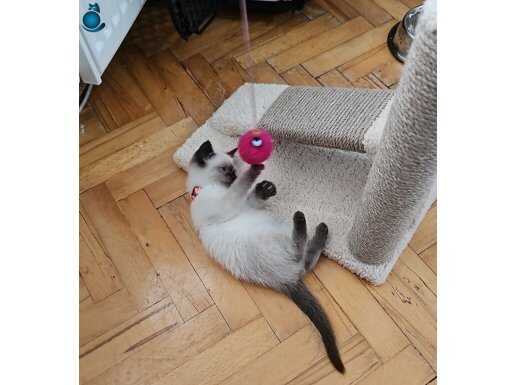 70 günlük dişi British Shorthair Colourpoint 