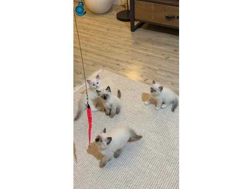 Ragdoll yavru kediler