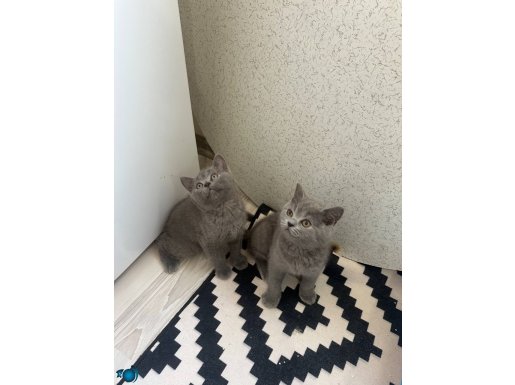 2 aylık bebekler sahiplerini bekliyo