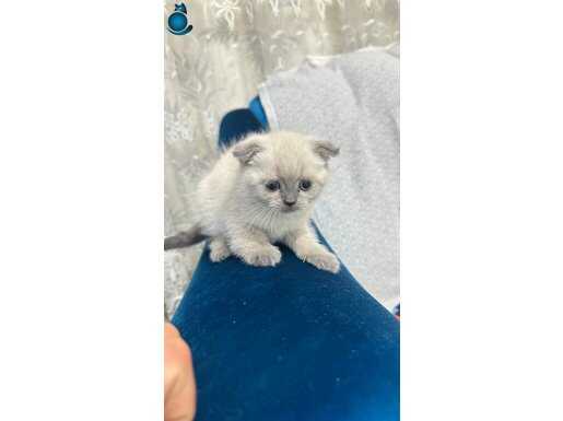 Safkan scottişh blue point yavru