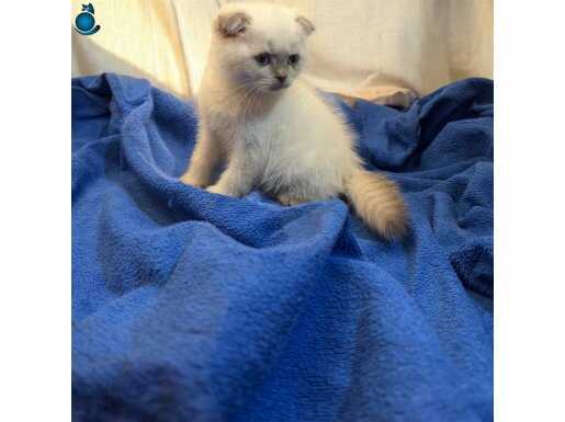 Safkan Beyaz scottish fold