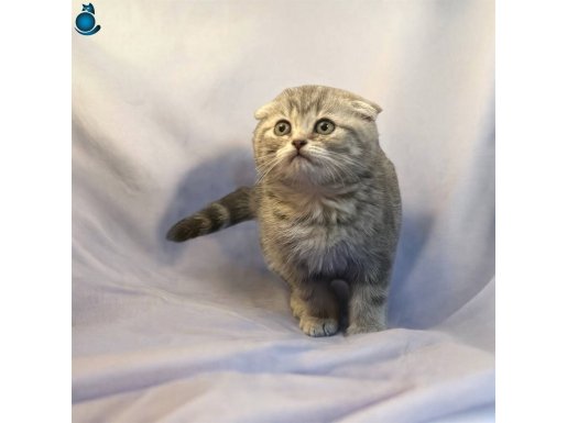 Safkan Scottish Fold