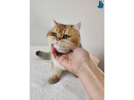 British Shorthair Golden dişi