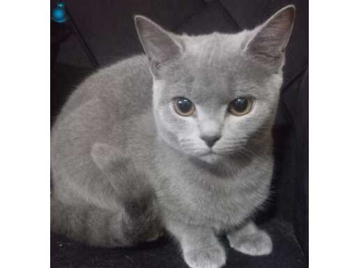 British Shorthair kedi