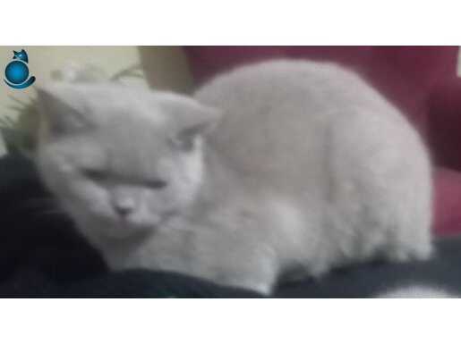 British Shorthair kedi 