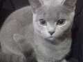 British Shorthair kedi