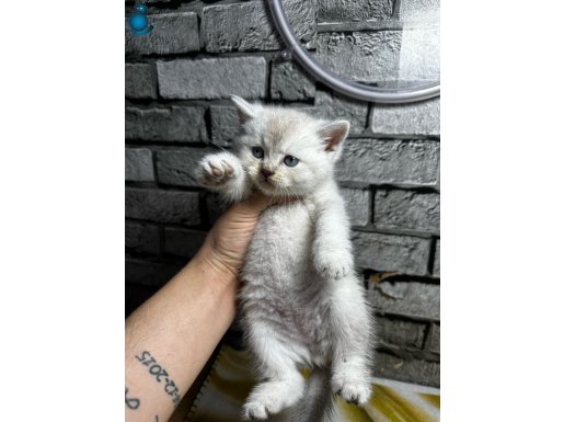 LYXN POİNT ERKEK TESLİME HAZIR