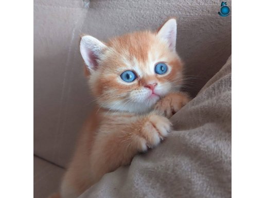 Ücretsiz sahiplendirme 