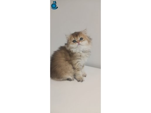 ÜCRETSİZ BRİTİSH GOLDEN BEBEKLER