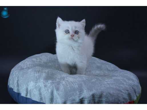 Ücretsiz sahiplendirme 