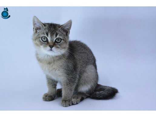 Ücretsiz sahiplendirme 