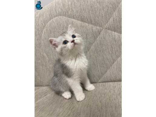 Ücretsiz sahiplendirme 